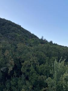 a hill covered in green trees with the sky in the background at Nidos de Apalta in Santa Cruz
