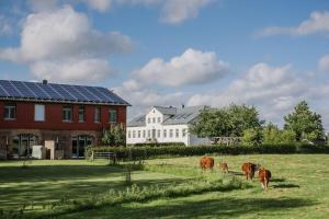 a group of cows grazing in a field in front of a house at Gut-Royum-Strohlager in Brodersby