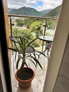 a plant in a pot sitting on a balcony at Hotel Kiara in Cataltzul