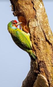 a green bird is sitting on the side of a tree at Foresta Thattekkadu Pool Resort in Thattakād