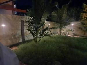 a palm tree in a yard at night at Palm Breeze Kokuvil G1 in Jaffna +3 photos