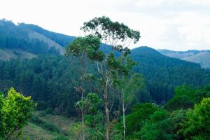 a view of a forested valley with a tree at DreamNest Vagamon in Vagamon