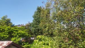 a group of trees in front of a house at propriete in Antsirabe