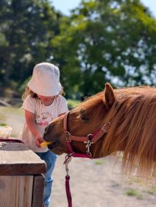 a little girl feeding a horse from a fence at Ferme Équestre Equi'Cantal in Montboudif