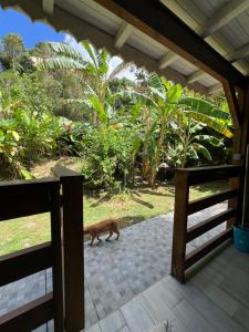 a cat walking on the porch of a house at La Maison du Bonheur in Pointe-Noire