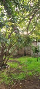 a tree in a yard with green grass at Departamento interior en el centro de llanquihue in Llanquihue