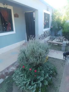 a dog standing in front of a house at Latido de Montaña in Bialet Massé +7 photos