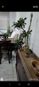 a room with a table with potted plants on it at Eva in Vila Velha