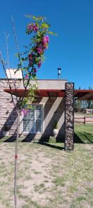 a tree with pink flowers on it in front of a building at Cabaña de campo La Tabanerina in Salto de las Rosas