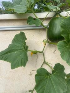a green cucumber growing on a plant next to a window at Escapade & Bien être in Ravenel