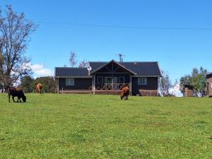 a group of cows grazing in a field in front of a house at Puyehue in Mantilhue