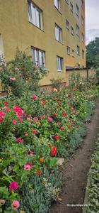 a garden of flowers in front of a building at Fokus-pokus in Piotrków Trybunalski