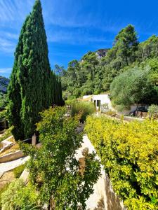 a garden with a large tree and yellow flowers at Le Mas de San Lou in Cabasse