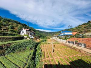 a field of crops on a hill with houses at D Villa Nuwara Eliya in Sita Eliya