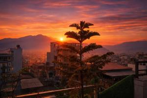 a palm tree on top of a city at sunset at Hotel Simal in Kathmandu