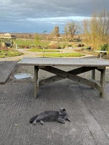 a cat laying on the ground under a picnic table at Ashmore Mews in Galway