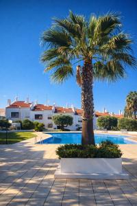 a palm tree in front of a swimming pool at Albufeira New House in Albufeira