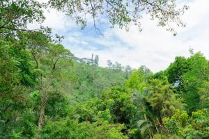 a view of the forest from the jungle at Ella Flower Zone Holiday Resort in Bandarawela