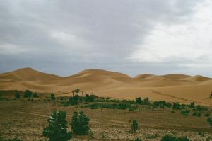 a desert with trees and sand dunes in the distance at Authentic Sahara with Locals in Tagounite