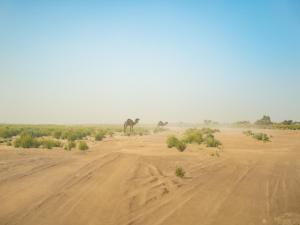two giraffes standing in a field with a dirt road at Authentic Sahara with Locals in Tagounite