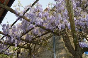 a tree covered in purple wisterias hanging from a building at La Fontaine du Peuch in Plazac +6 photos