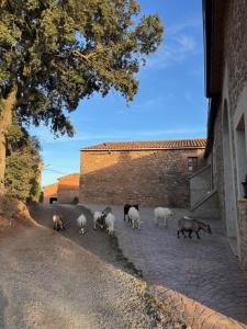 a herd of sheep walking down a street at Cal Perico in San Pedro Sallavinera