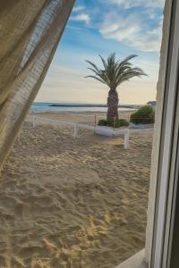 a view of a beach with a palm tree at Villa Chiara in Follonica