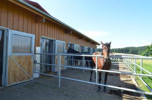 ein Pferd steht neben einem Zaun vor einem Gebäude in der Unterkunft Reiterhof Hexental in Bogen