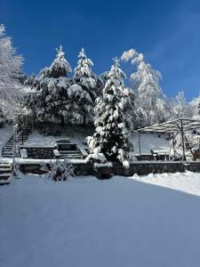 a group of christmas trees covered in snow at Nature escape Sarajevo in Kasatići