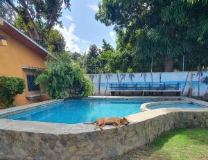 a dog laying on the side of a swimming pool at Hostal Nova Colonial in Puerto Colombia +41 photos