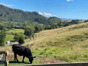 a black cow grazing on a grassy hill at Rural Getaway in Thames +3 photos