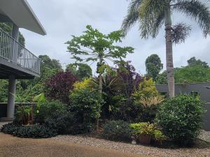 a garden with a bunch of plants and palm trees at Tranquility Studio Two in Mission Beach +1 photo