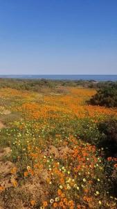 a field of flowers in the middle of a field at Seascape in Dwarskersbos