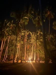 a group of palm trees on a beach at night at Darocotan Shipwreck Camping in El Nido