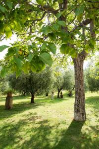 Gallery image of Il Casale Degli Ulivi B&B in Ascoli Piceno