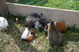 Zvieratá na farme alebo blízkom okolí