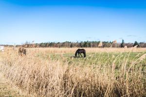 a horse grazing in a field of tall grass at FeWo Lieblingsplatz in Zingst