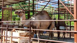 a goat standing in a cage in a pen at Selale Cennet Evleri in Kemer