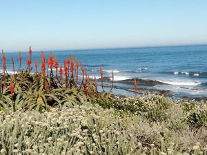 a field of plants with the ocean in the background at Seaside Garden Cottage Schoenmakerskop in Gqeberha