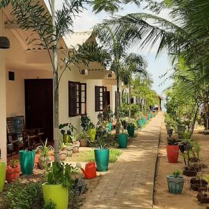 a row of potted plants inront of a building at Drift Bay in Arugam Bay