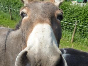 a close up of a brown and white donkey at Obst- und Ferienhof Gomeringer in Immenstaad am Bodensee +176 photos
