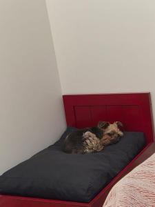 a dog laying on a bed in a room at La Posada de África in Mar del Plata