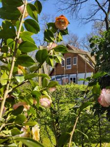 a house in the background with a tree with pink flowers at Ferienwohnung Gänhauk 16 in Löningen