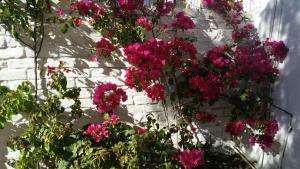 a bunch of pink flowers on a brick wall at Pepper Tree Accommodation in Beaufort West +1 photo
