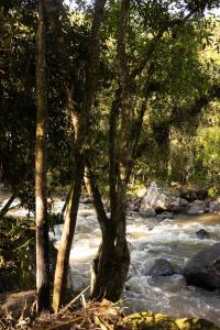 a river with trees and rocks in a forest at Recanto do Rio Chalé na Natureza in Rio dos Cedros