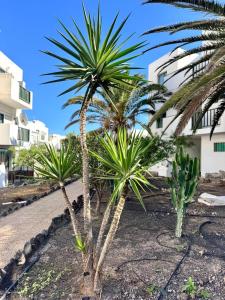 a couple of palm trees in front of a building at NextGen Casa Ilma in Antigua