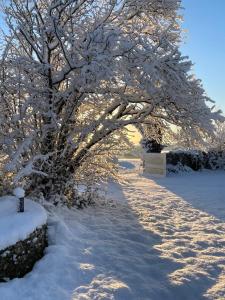 a tree covered in snow next to a snow covered path at La Poitevinière in Sainte-Hermine