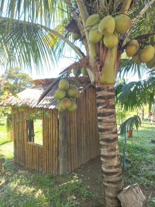 a coconut tree with a small shack in the background at Rancho da Montanha Chalé Lua in Resplendor +27 photos