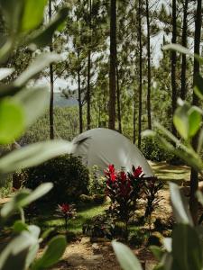 a white tent in the middle of a forest at Camping- Sanagua Lodge in El Copé