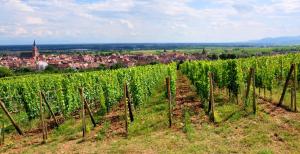 un viñedo con uvas verdes y una ciudad al fondo en S'Harzala Jaune, en Bergheim